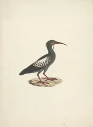 Bostrychia carunculata (Wattled Ibis)   1445373   ja       japanese Successfully Translated  Original: Genl. William F. Packer (hand-coloured lithograph) Translat: Genl. William F. Packer (hand-coloured lithograph) 1451088 ja japanese Successfully Translat