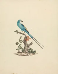 Coracias abyssinicus (rolo abissínio)