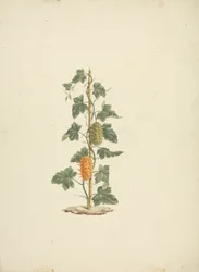 Cucumis metuliferus Naud (ワイルド キュウリ): 完成図
