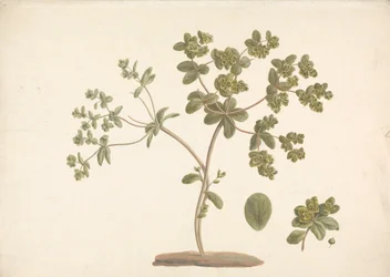 Euphorbia helioscopia L. (Sun Spurge): 花と葉と果実の詳細を含む顕花植物の完成図