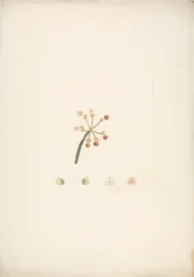Euphorbia nubica N.E. Br. (Nubian Spurge): desenho finalizado do broto de floração e frutificação, com detalhes das dissecações florais