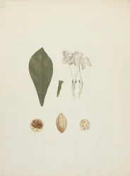 Gardenia ternifolia Schum.& Thonn. (Jovis-Tonantis): valmis piirros, jossa on lisäyksityiskohtia hedelmästä