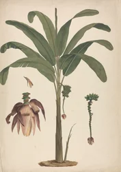 Musa x sapientum L. (Banana): 花序の詳細を描き終えた