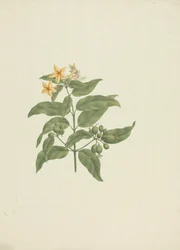 Mussaenda arcuata Lam. 元ポワール。 : 詳細なしで描画を終了