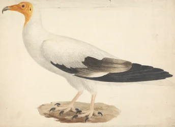 Neophron percnopterus (egyptiläinen korppikotka)