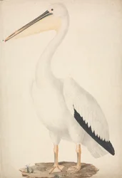 Pelecanus onocrotalus (グレート ホワイト ペリカン)