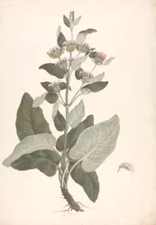 Phlomis herba-venti L. : 完成した図面