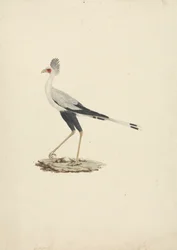 Sagittarius serpentarius (sihteerilintu)
