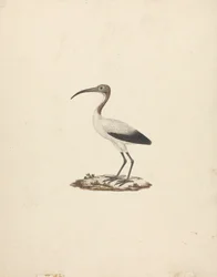 Threskiornis ethiopicus (アフリカトキ)