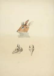 正体不明のマドクア (Dik-dik): 頭部と頭蓋骨の研究