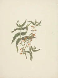 Woodfordia uniflora (A. Rich.) Koehne: 開花シュートの完成図