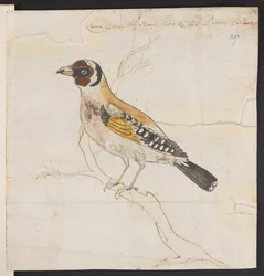 鳥の巣、c. 1757-1815（水彩とインク）