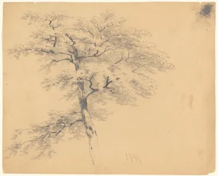 木
