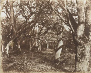 リー・ウッズののぞき見、1853-56年。