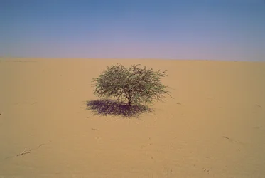 アフリカ、ニジェールの砂漠にある孤立した木。おそらく "Arbre du Tenere"、または一見...