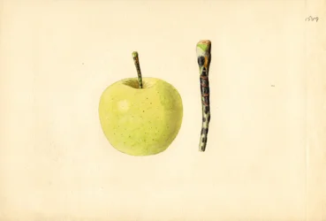 ゴールデンデリシャスアップル ( Malus domestica ) （水彩画）