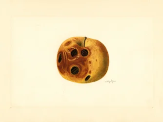グライムス・アップル ( Malus domestica ) (水彩)