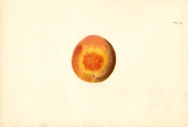 桃 ( Prunus persica: Elberta ) (水彩)