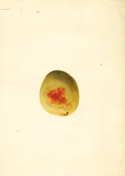 桃 ( Prunus persica: Elberta ) (水彩)