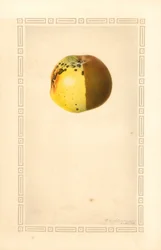 ラセットアップル (Malus domestica) (水彩)