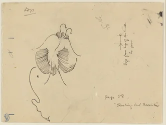 蝶（レクト）；蝶の断片（裏面）
