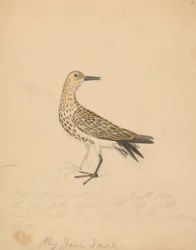 鳥