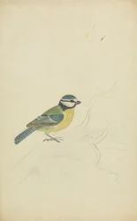 青シジュウカラ
