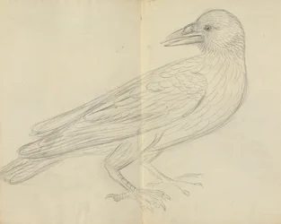 カラス
