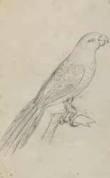Papukaija