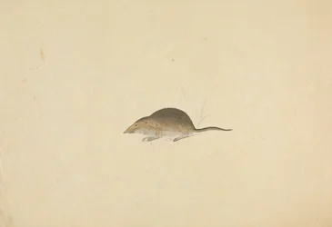 じゃじゃ馬