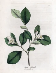 Aliboufier - Storax、Styrax オフィシナリス。 ウィリアム・ウッドヴィルのジェームス・ソワービーによる植物のイラストからの手彩色の銅版画とウィリアム・ジャクソン・フッカー卿の「「医学植物学」」、ジョン・ボーン、ロンドン