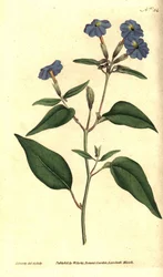 アメリカの browallie - ジャマイカのわすれな草、アメジストの花、またはブッシュ バイオレット、Browallia americana (背の高い browallia、Browallia elata)。 William Curtis