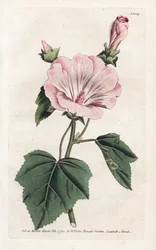 毎年恒例の紫色または四半期ごとの溶岩 - James Sowerby (1757-1822) によるリトグラフ、William Curtis
