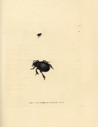 Aphodius arenarius カブトムシ (Scarabaeus ovalis)。 The British Miscellany の James Sowerby による手彩色の銅版画、または新しい、珍しい、またはほとんど知られていない動物の彩色された図。