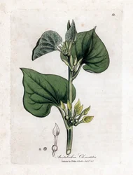 Aristoloche クレマタイト - 登山の誕生草、アリストロキア クレマチス。 ジェームズ・ソワービーによるウィリアム・ウッドビルの植物図とウィリアム・ジャクソン・フッカー卿の「「医療植物学」」、ジョン・ボーン、ロンドンの手彩色銅版画