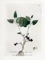 Aristoloche variete - スネークルートの誕生草、Aristolochia serpentaria。 ジェームズ・ソワービーによるウィリアム・ウッドビルの植物図とウィリアム・ジャクソン・フッカー卿の「「医療植物学」」、ジョン・ボーン、ロンドンの手彩色銅版画