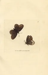 アランブラウン、エレビア・リゲア（アゲハ・リゲア）。 The British Miscellany の James Sowerby による手彩色の銅版画、または新しい、珍しい、またはほとんど知られていない動物の彩色された図。