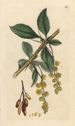 Barberry, Berberis vulgaris (Vinettier or l¿spine-barberry) ジェームズ・スミスの英国植物学、ロンドンのジェームズ・ソワービーによるイラストの後に手彩色の銅版彫刻