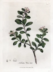 ベアー グレープまたはベアベリー - アービュートゥスまたはベアベリー、Arctostaphylos uva-ursi の末尾。 ジェームズ・ソワービーによるウィリアム・ウッドヴィルの植物図とサー・ウィリアム・ジャクソン・フッカーの「「医学植物学」」、ジョン・ボーン、ロンドン
