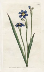 細い葉を持つバミューダ - James Sowerby (1757-1822) によるリトグラフィー、William Curtis (1746-1799) の Botanical Magazine より