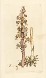 ツバメの巣蘭、Neottia nidus-avis (ツバメの巣 ophrys、Ophrys nidus-avis)。 James Smith