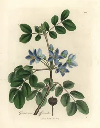 青い花の Guaiacum officinale