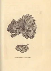 パンくずスポンジ、Halichondria panicea (コンパクト管状スポンジ; Spongia compacta)。 The British Miscellany の James Sowerby による手彩色の銅版画、または新しい、珍しい、またはほとんど知られていない動物の彩色された図。