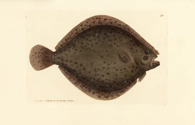 ブリルまたはトビ魚、Scophthalmus rhombus (Pleuronectes rhombus)。 The British Miscellany の James Sowerby による手彩色の銅版画、または新しい、珍しい、またはほとんど知られていない動物の彩色された図。