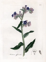 Bugloss officinale - バグロス、Anchusa officinalis。 ジェームズ・ソワービーによるウィリアム・ウッドビルの植物図とウィリアム・ジャクソン・フッカー卿の「「医学植物学」」、ジョン・ボーン、ロンドンの手彩色の銅版画