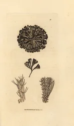 Bugulina avicularia (Flustra avicularis)。 The British Miscellany の James Sowerby による手彩色の銅版画、または新しい、珍しい、またはほとんど知られていない動物の彩色された図。
