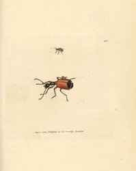 Carabus rotundicollis カブトムシ。 The British Miscellany の James Sowerby による手彩色の銅版画、または新しい、珍しい、またはほとんど知られていない動物の色付きの図。