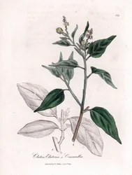 Cascarille officinale またはソフトまたはフェイク キンキーナ材 - Cascarilla、Crotia (Clutia) eluteria。 ウィリアム・ウッドビルのジェームス・ソワービーによる植物図とウィリアム・ジャクソン・フッカー卿の「「医学植物学」」、ジョンによる手彩色の銅版画