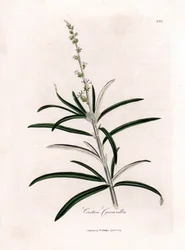Cascarille officinale またはソフトウッドまたはフェイク キンキーナ - Cascarilla、Croton eluteria。 ウィリアム・ウッドビルのジェームス・ソワービーによる植物図とウィリアム・ジャクソン・フッカー卿の「「医学植物学」」、ジョン・ボーン、ローによる手彩色の銅版画