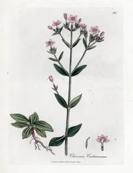 Centauree Chironia - ケンタウリ、Chironia centaurium。 ジェームズ・ソワービーによるウィリアム・ウッドビルの植物図とウィリアム・ジャクソン・フッカー卿の「「医療植物学」」、ジョン・ボーン、ロンドンの手彩色銅版画
